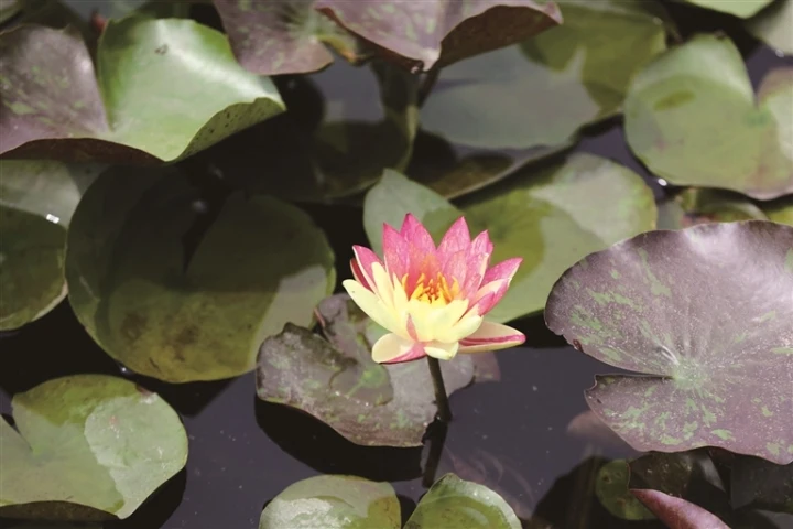 南通植物園近10株“雙色蓮”盛開